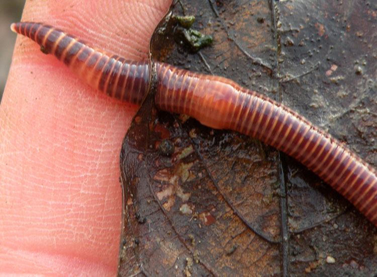 Eisenia fetida
